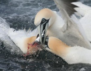 Feeding frenzy