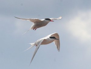 2 Terns up