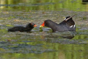 Moorhen adult and chick