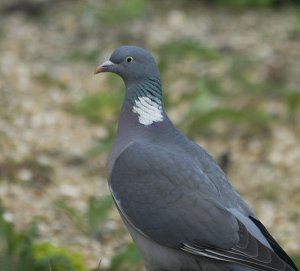 Woodpigeon