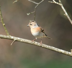 Brambling