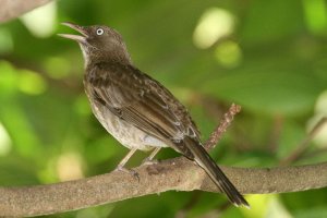 Pearly-eyed Thrasher