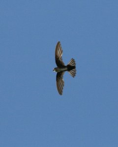 Antillean Palm Swift