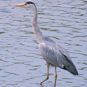 Grey Heron