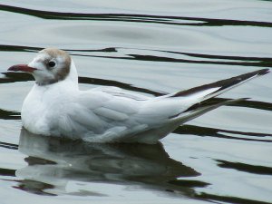 Black-headed Gull