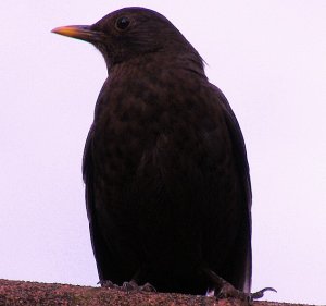 "Big Blackbird is watching you!"