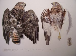 'Life' drawing of Buzzard