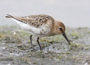 Dunlin