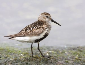 Dunlin