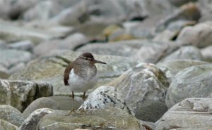 Common Sandpiper