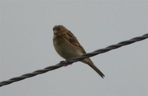 Twite