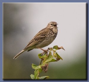 Meadow Pipit Singing