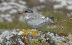 Arctic Tern