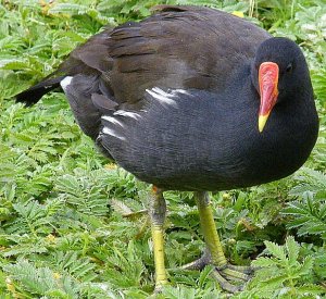 Moorhen