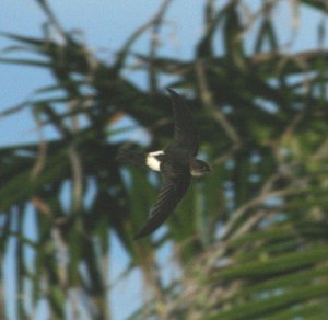 Antillean Palm Swift