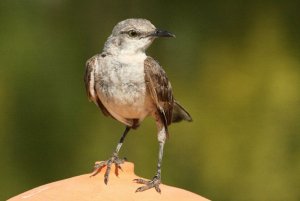 Northern Mockingbird