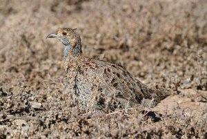 Hidin' Francolin