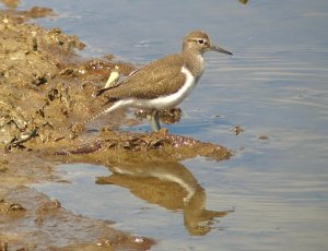 Common Sandpiper