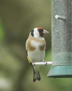 Goldfinch