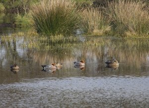 Sleeping Wigeon