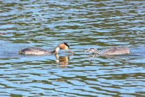Great Crested Grebe plus juvenile