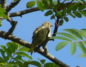 Siskin