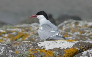 Arctic Tern