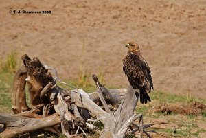 Tawny Eagle