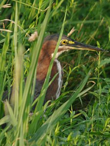 Green Heron