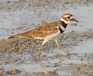 Killdeer