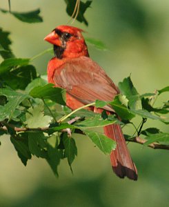 Northern Cardinal