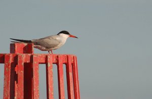 Common Tern