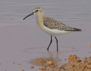 Juvenile Curlew Sandpiper