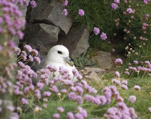 Fulmar and flowers