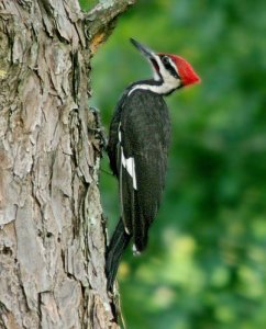 Pileated Woodpecker