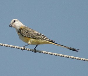 Scissor-Tailed Flycatcher