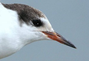 Juvenile Common Tern