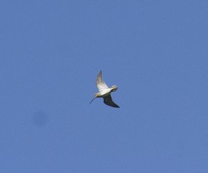 Snipe displaying