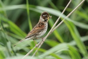 Foraging Reed Bunting