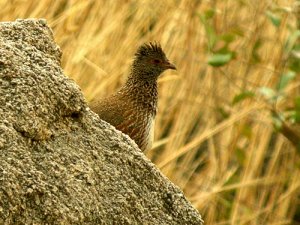 Stone Partridge