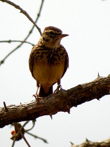 Sun Lark