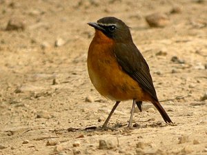 Cameroon Mountain Robin