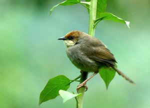 Chubb's Cisticola