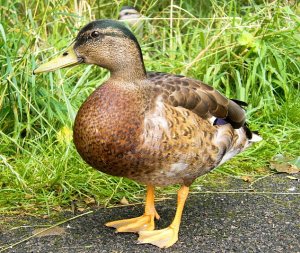 What does a Mallard eat for breakfast? Answer - Quacker Oats!