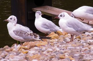 Gulls Aloud!