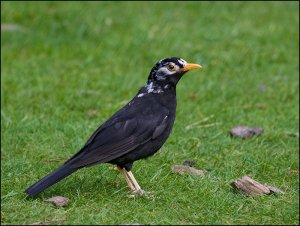 Leucistic Blackbird