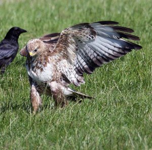 Juvenile Buzzard