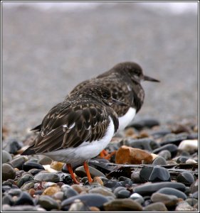 Turnstones on the beach