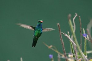 glittering bellied emerald