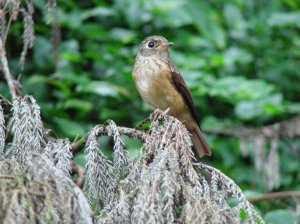 Ferruginous Flycatcher